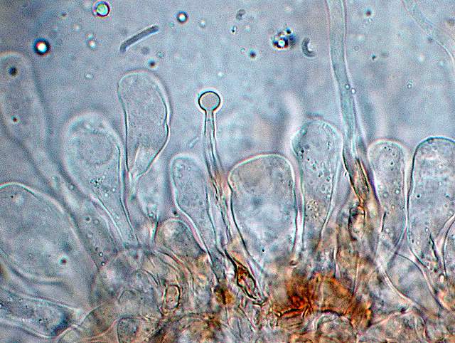 Conocybe hornana     Singer & Hausknecht